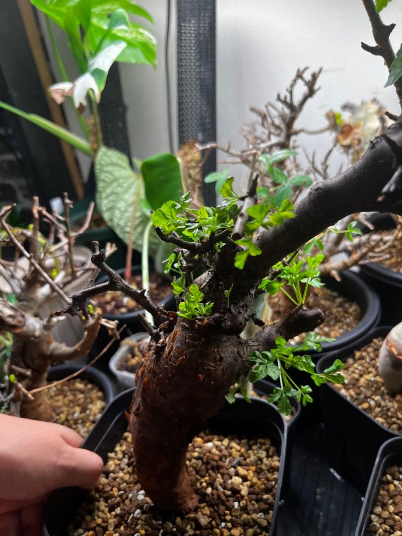 クリスマスセールコミフォラオブロンギフォリア