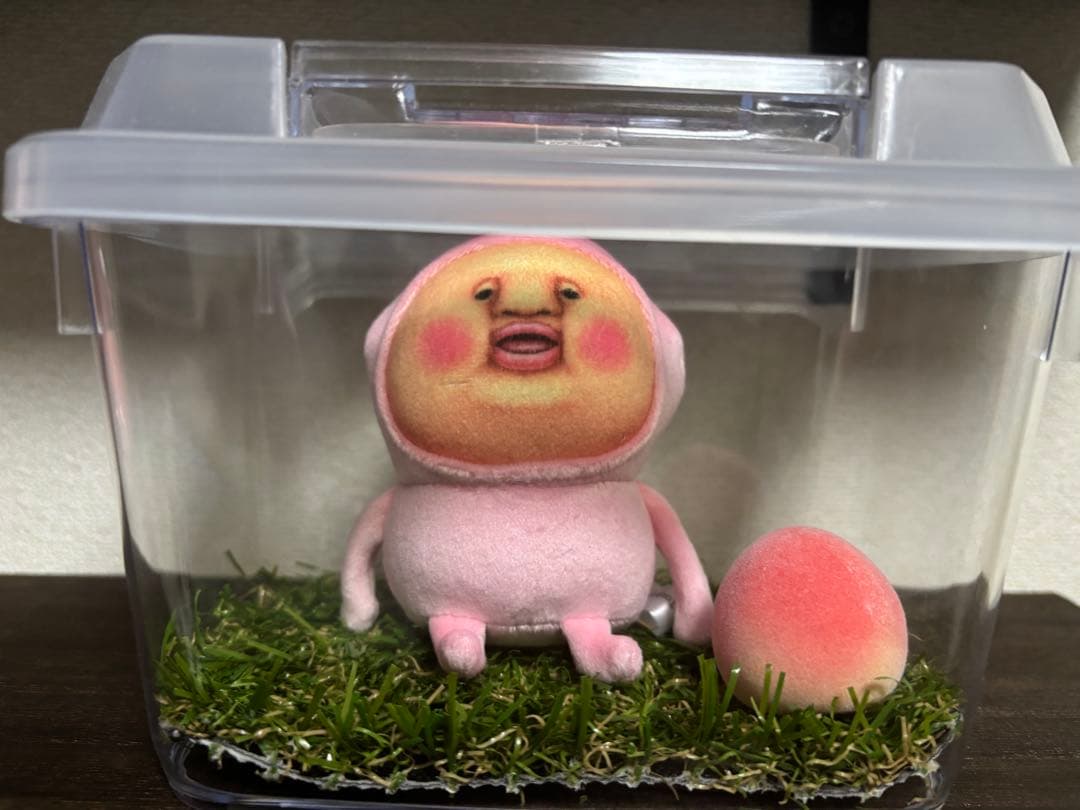 カクレモモジリ飼育セット！！！