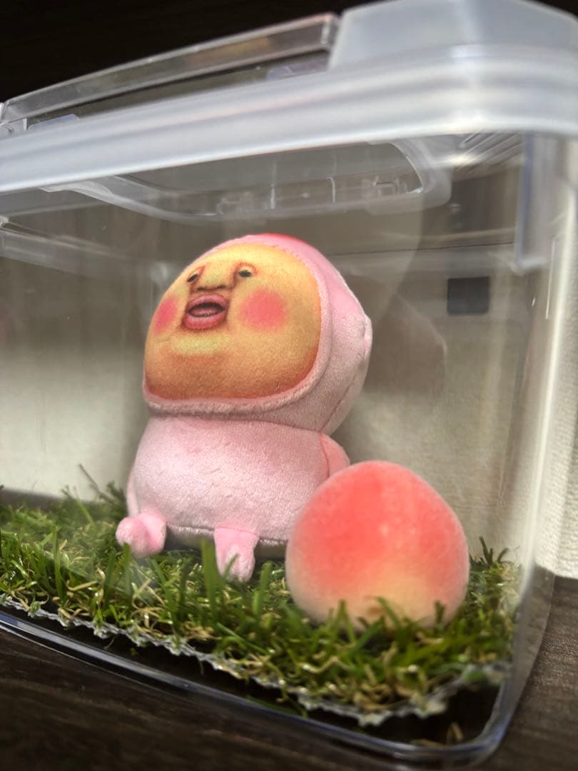 カクレモモジリ飼育セット！！！