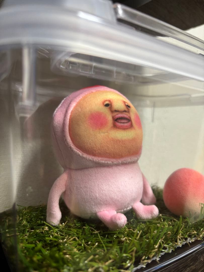 カクレモモジリ飼育セット！！！