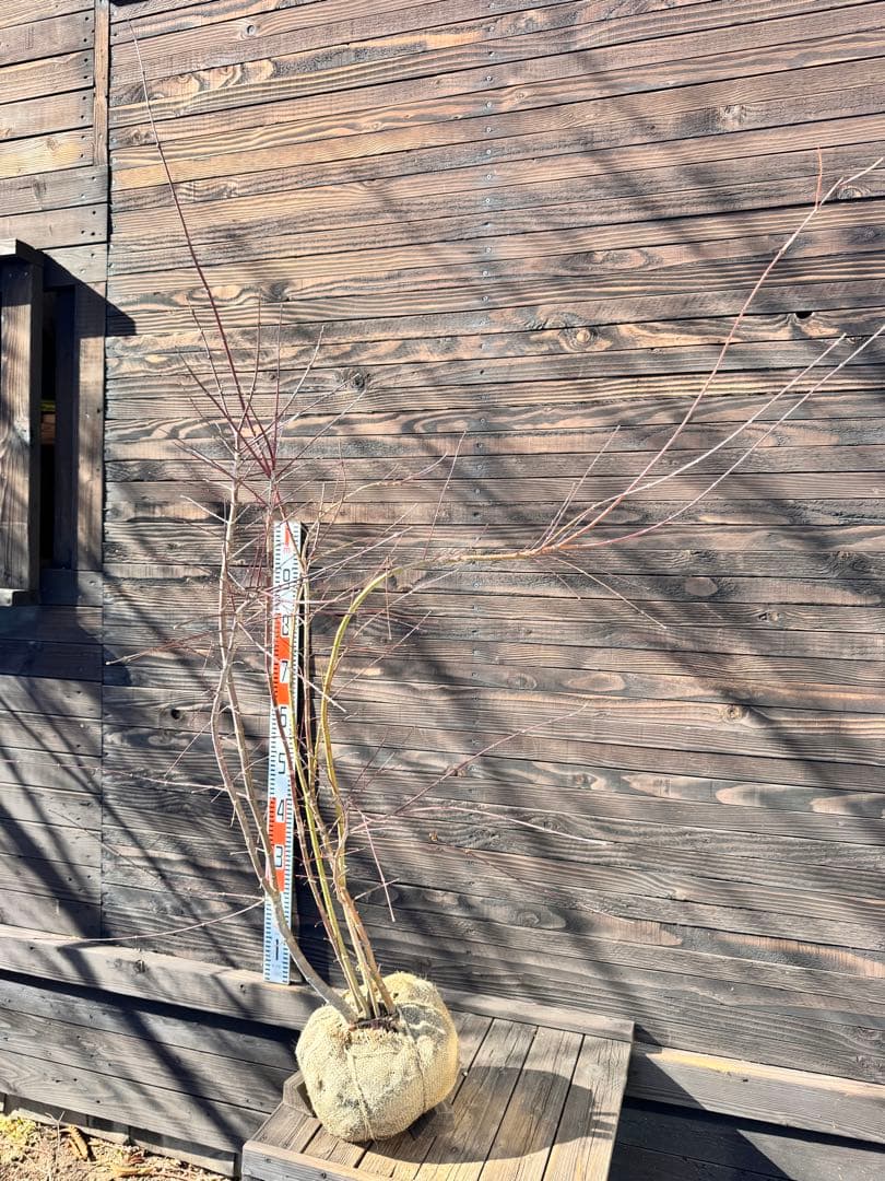 イロハモミジ/株立ち【現品発送】管理80020