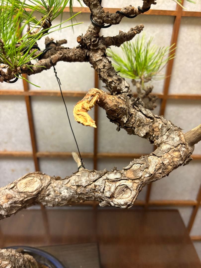 黒松盆栽❗️古木❗️美品❗️将来性高いです。