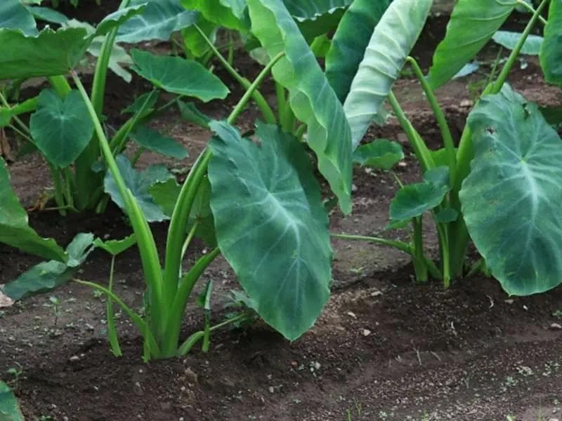 里芋の種、大量千粒＋マリーゴールド花種＋全国匿名送料無料です