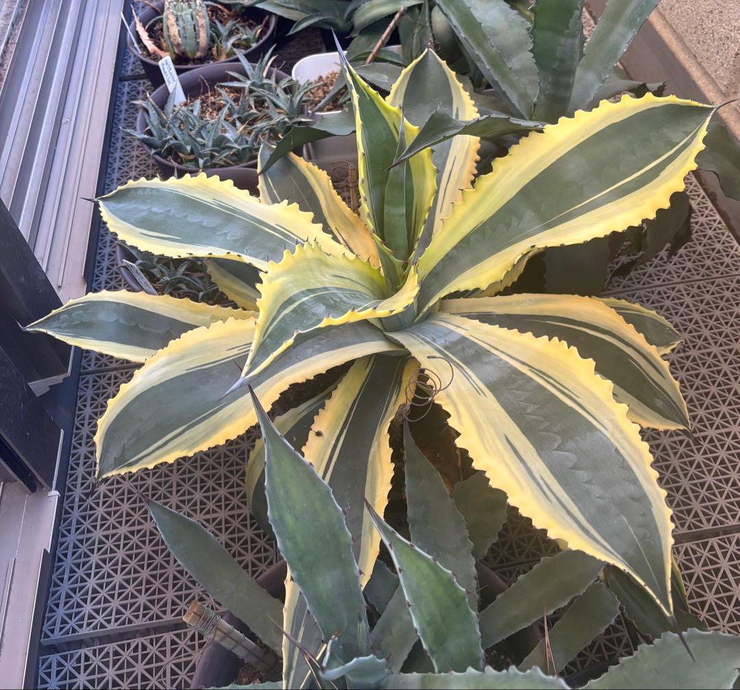 特大‼️ Agave アガベ　サルミアナ フェロックス リップルエフェクト