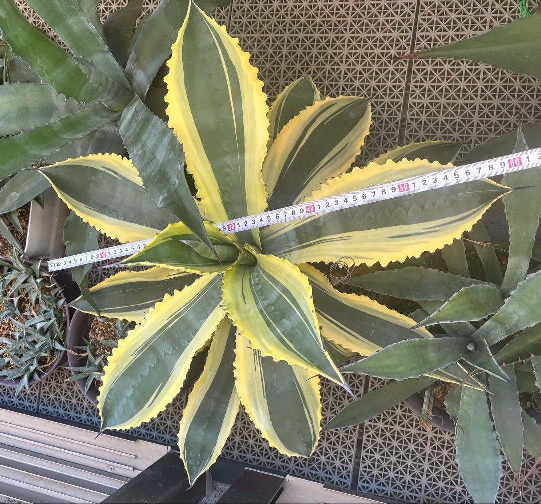 特大‼️ Agave アガベ　サルミアナ フェロックス リップルエフェクト
