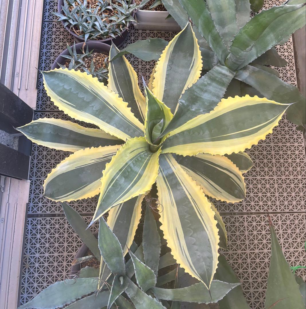 特大‼️ Agave アガベ　サルミアナ フェロックス リップルエフェクト