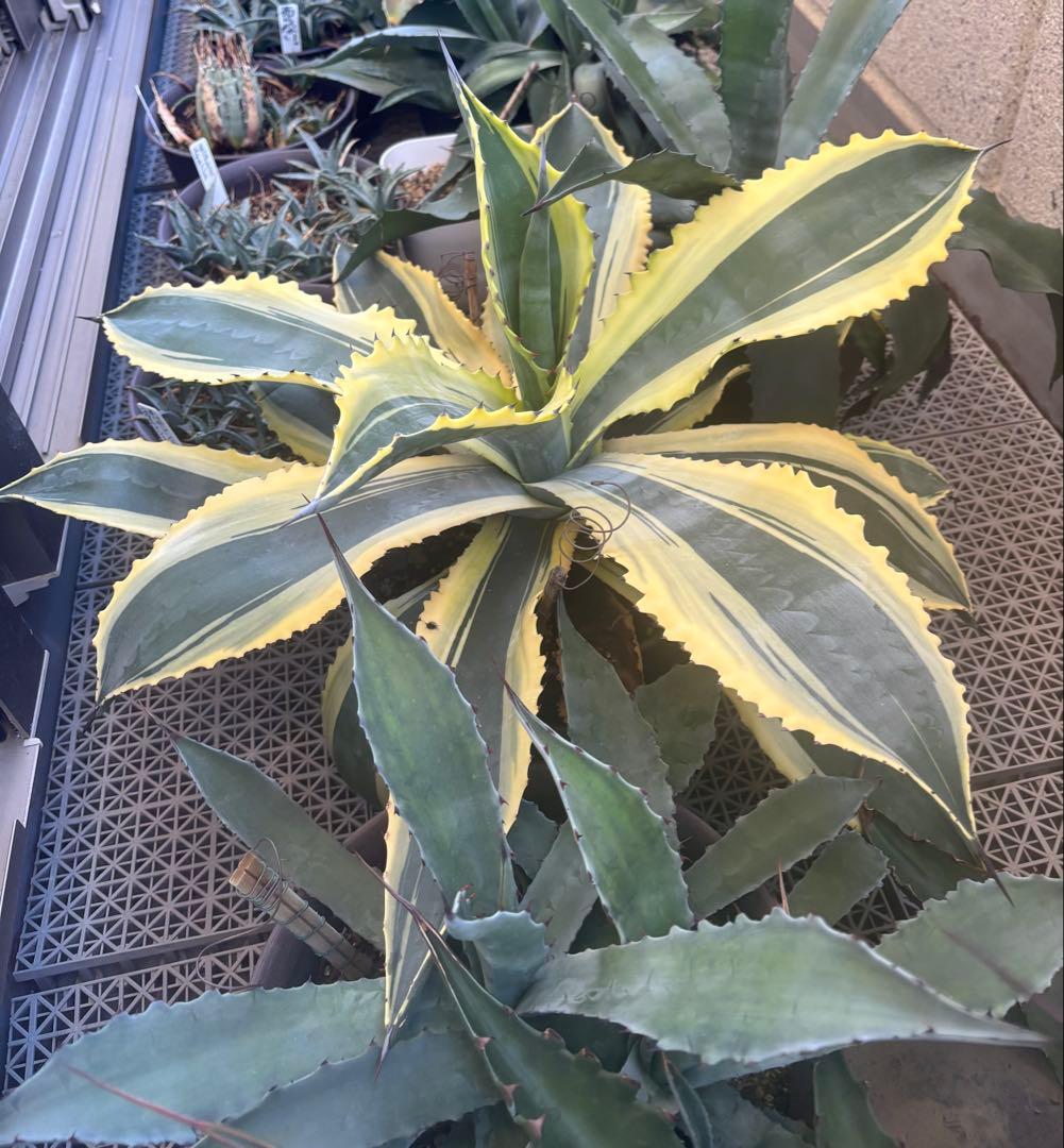特大‼️ Agave アガベ　サルミアナ フェロックス リップルエフェクト