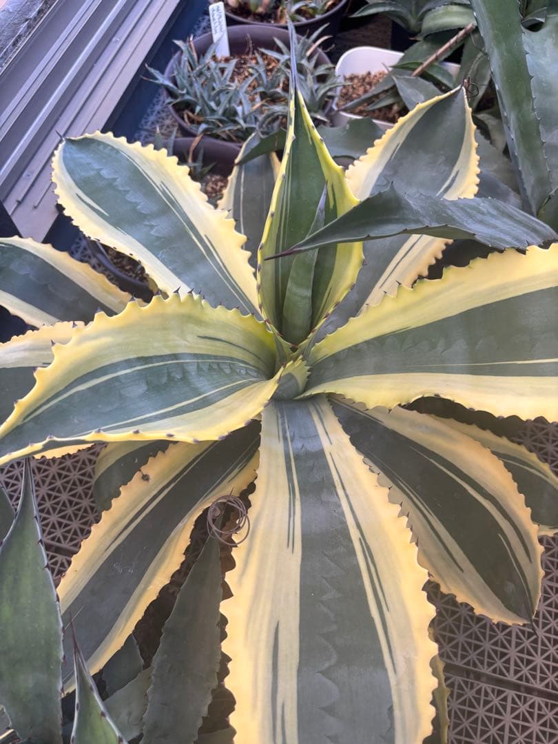 特大‼️ Agave アガベ　サルミアナ フェロックス リップルエフェクト