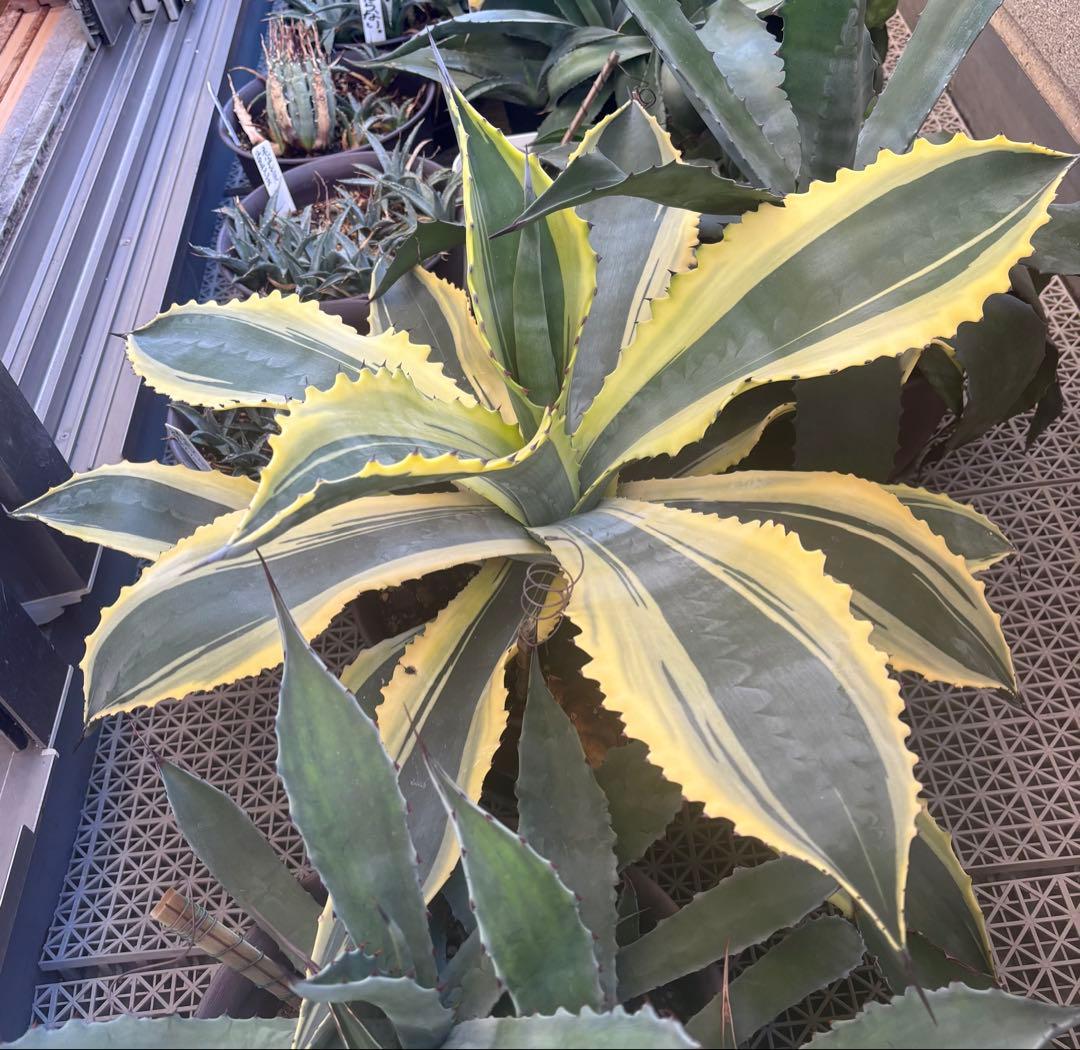 特大‼️ Agave アガベ　サルミアナ フェロックス リップルエフェクト