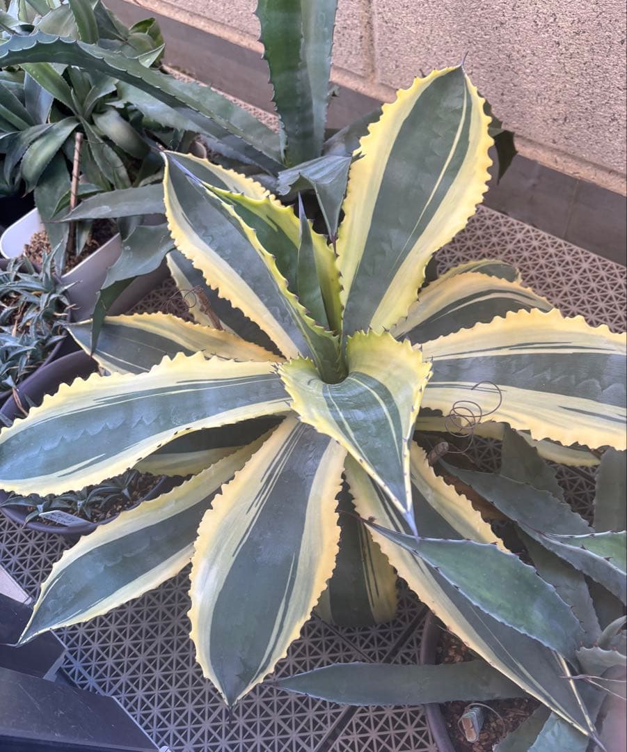 特大‼️ Agave アガベ　サルミアナ フェロックス リップルエフェクト