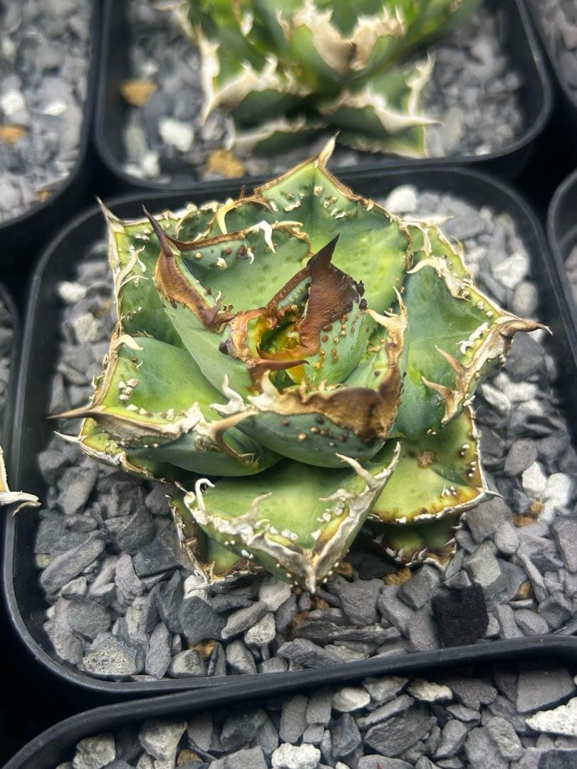 アガベ　チタノタ　麻花龍　　子株　発根済み