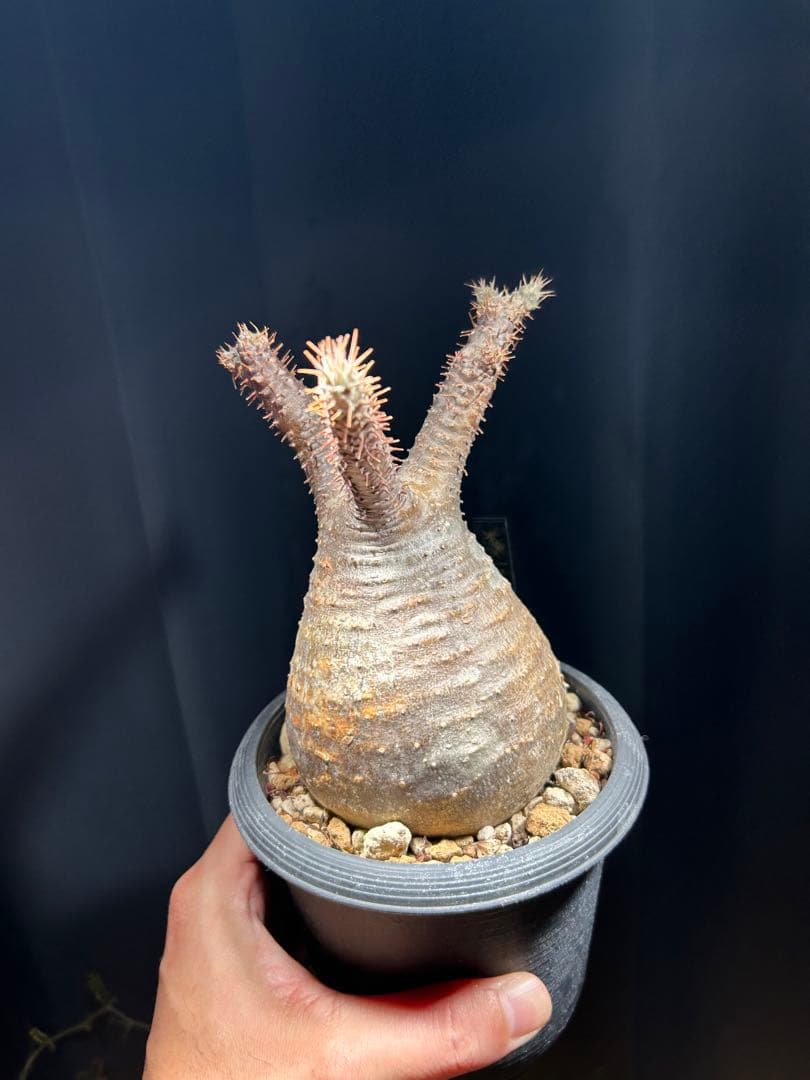 グラキリス現地球　良型　発根済み株