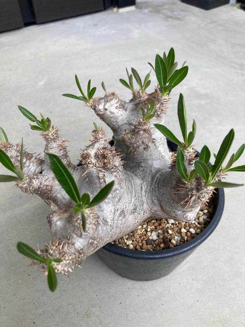 石*業様 ⚡️値下げ⚡️パキポディウム　ブレビカリックス　現地株　ブレビカリクス