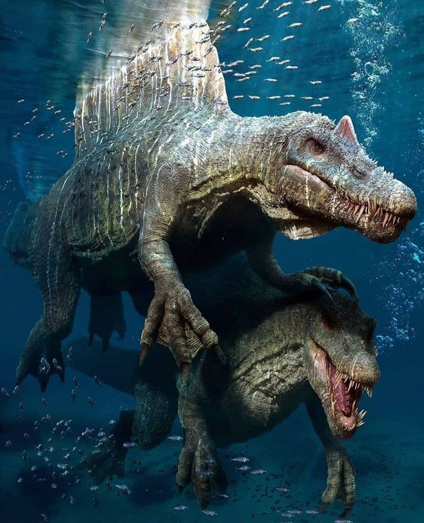 恐竜　スピノサウルス　歯化石　特大　美麗　７９mm