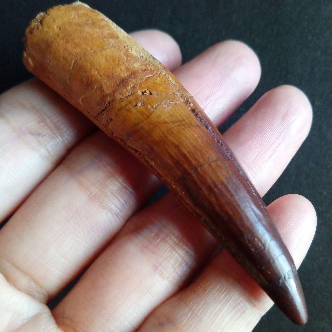 恐竜　スピノサウルス　歯化石　特大　美麗　７９mm