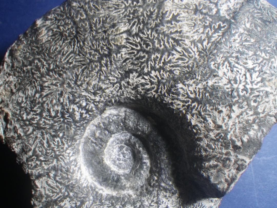 国産化石 パキ ２５１０１２－５