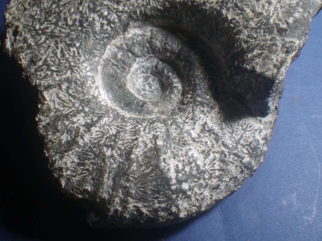 国産化石 パキ ２５１０１２－５