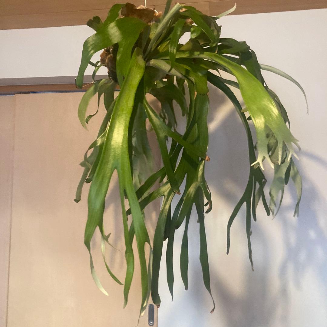 ビカクシダ　ウィリンキーwild p.willinckii 親株