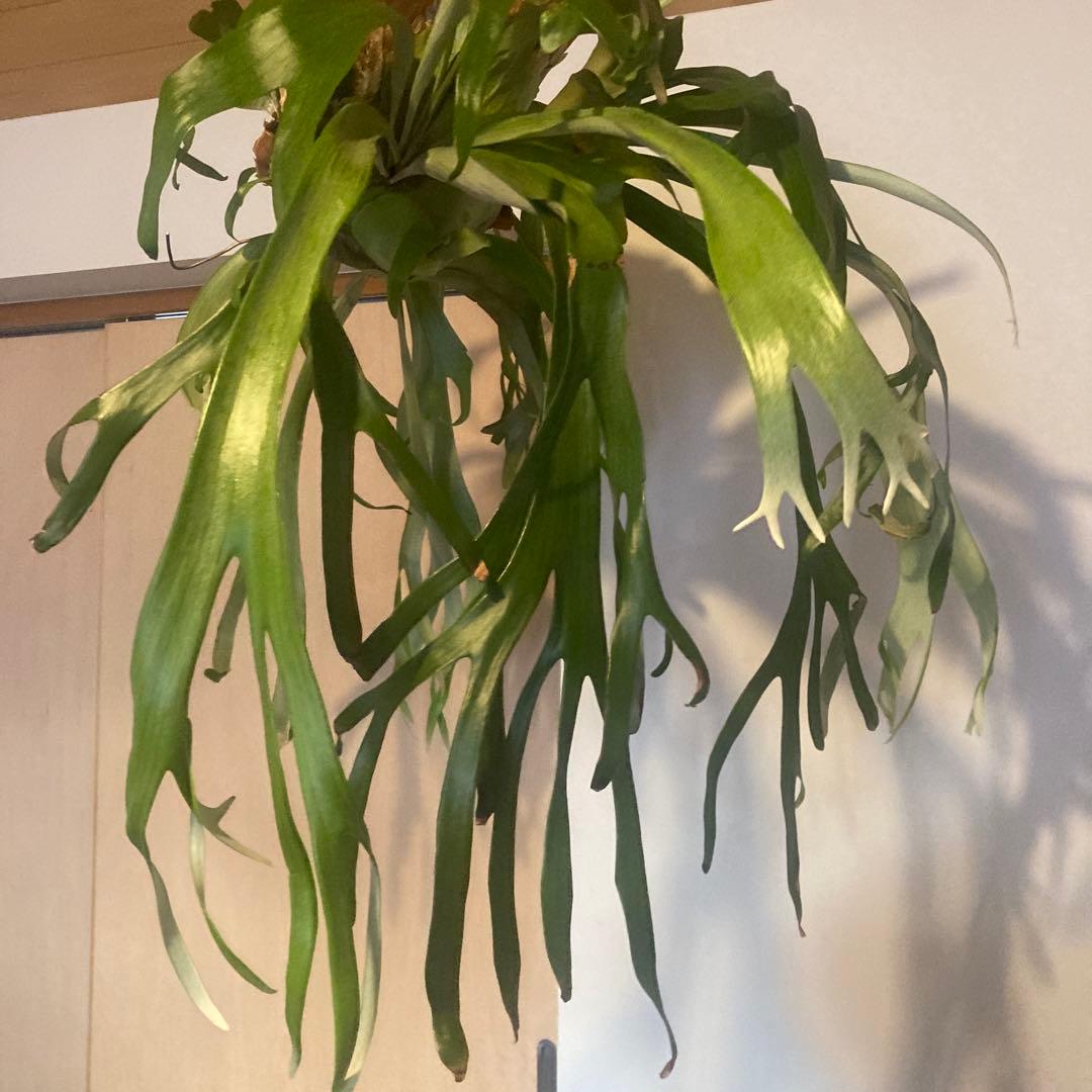 ビカクシダ　ウィリンキーwild p.willinckii 親株