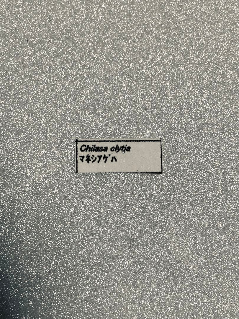 【2頭セット】マネシアゲハ、オナシアゲハ