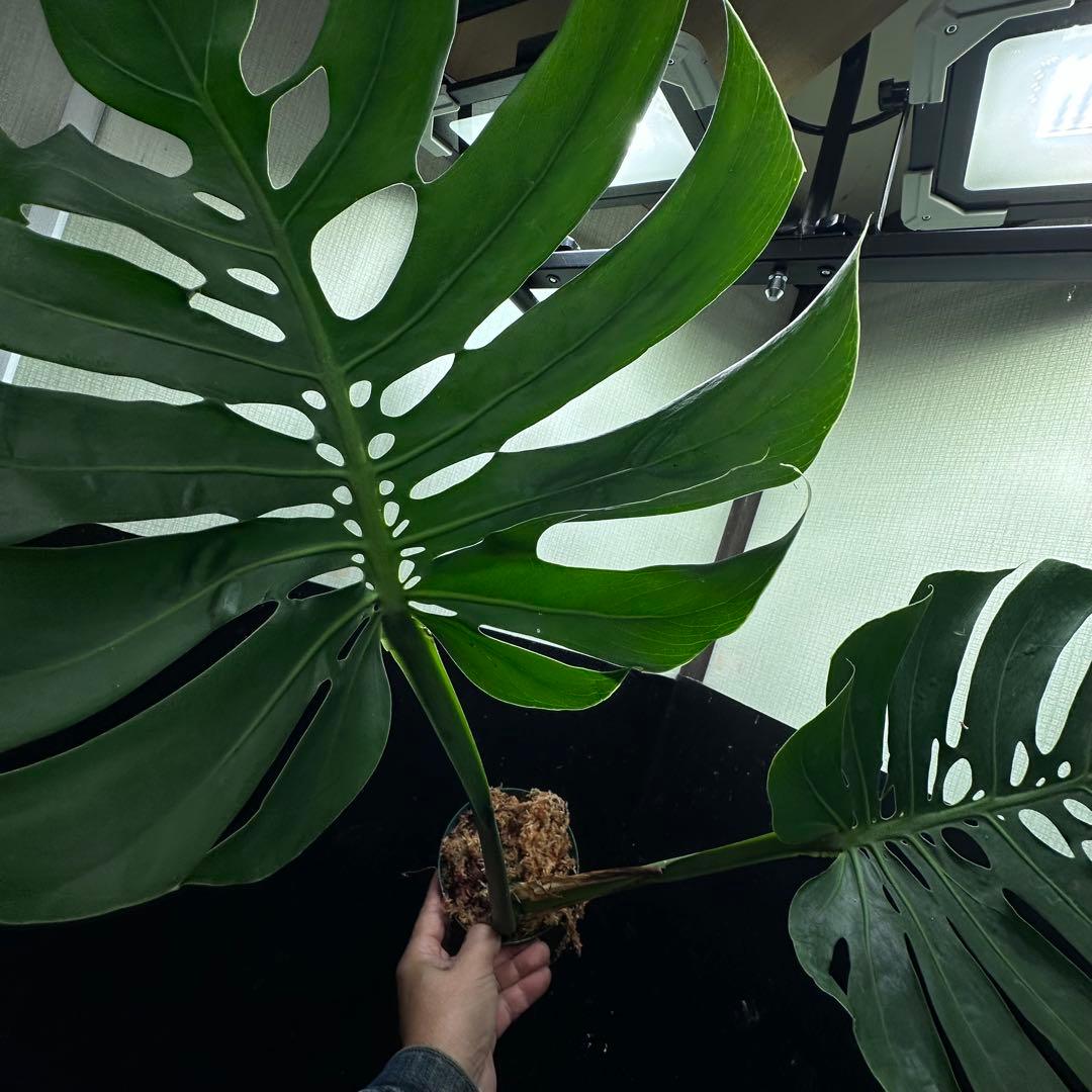 磯*孝様 モンステラデリシオーサマクロコズム超希少系統鉢植え78㎝