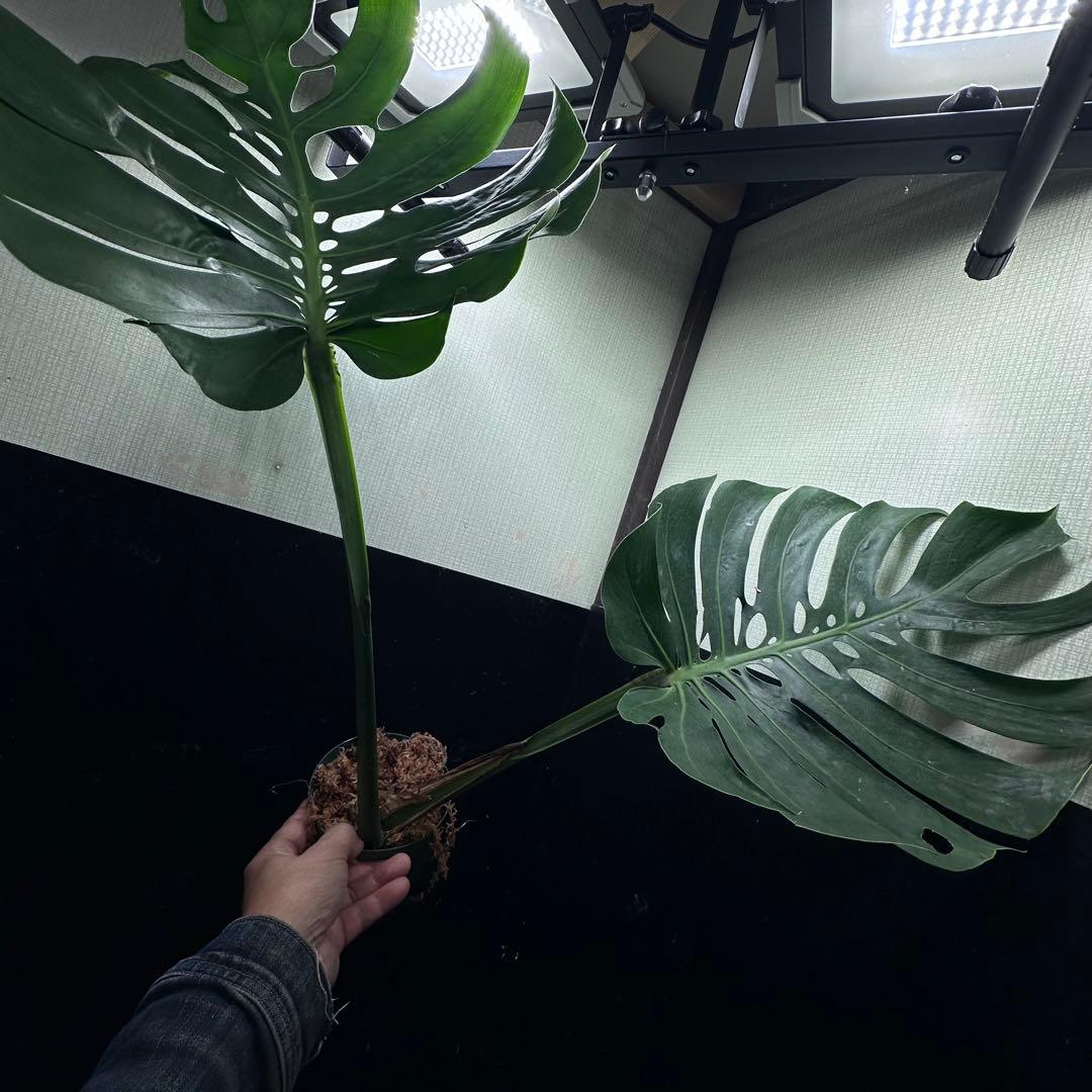 磯*孝様 モンステラデリシオーサマクロコズム超希少系統鉢植え78㎝