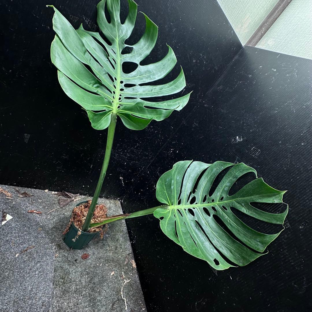 磯*孝様 モンステラデリシオーサマクロコズム超希少系統鉢植え78㎝