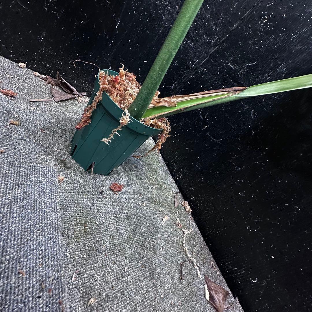 磯*孝様 モンステラデリシオーサマクロコズム超希少系統鉢植え78㎝