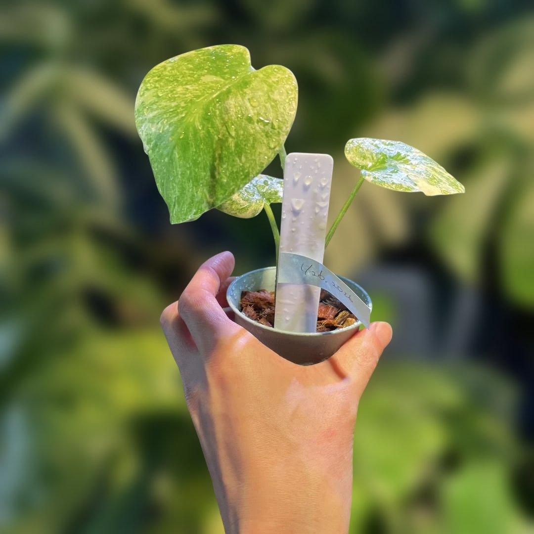 モンステラレガシー 2.5号 希少