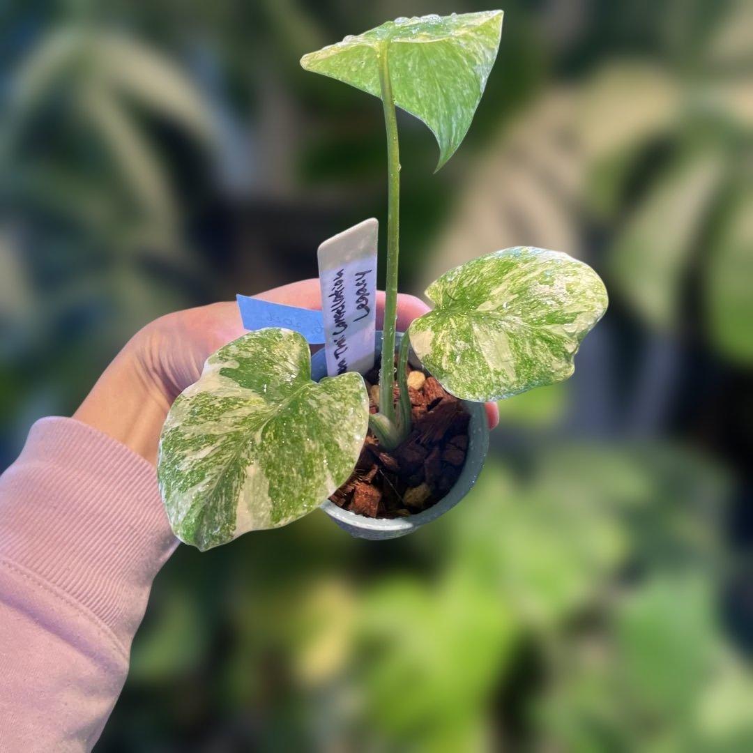 モンステラレガシー 2.5号 希少