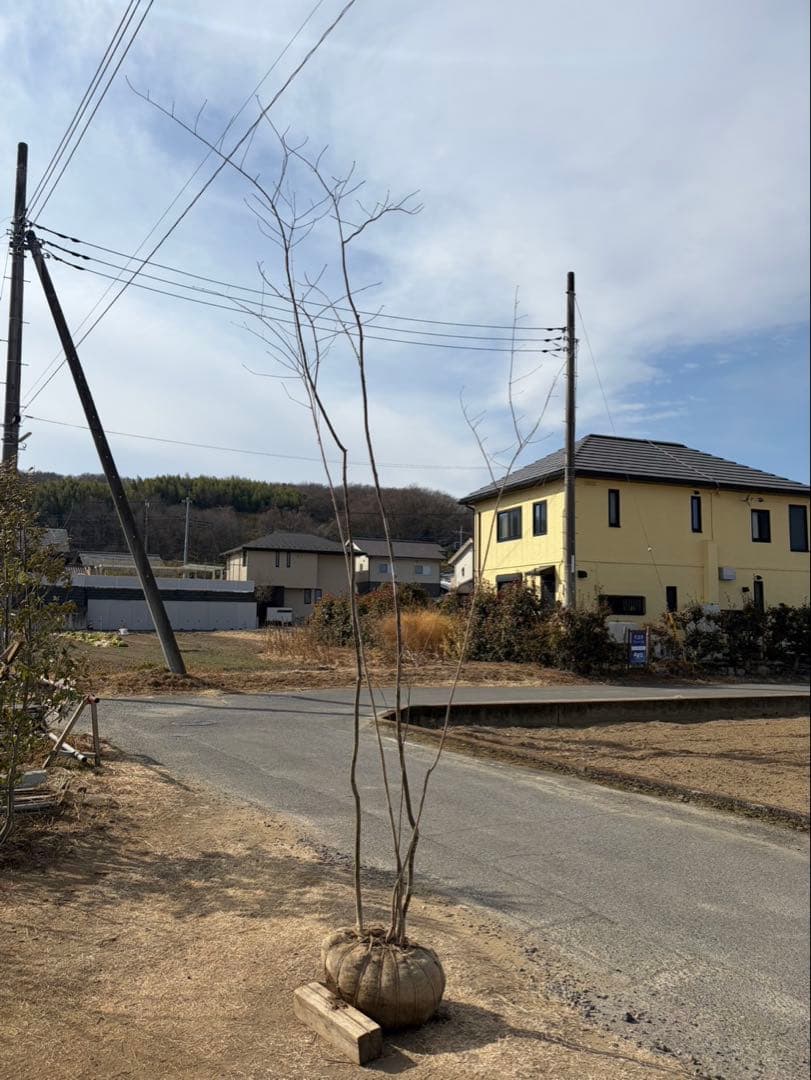 山採り アオダモ 株立ち 4本立ち 自然樹形