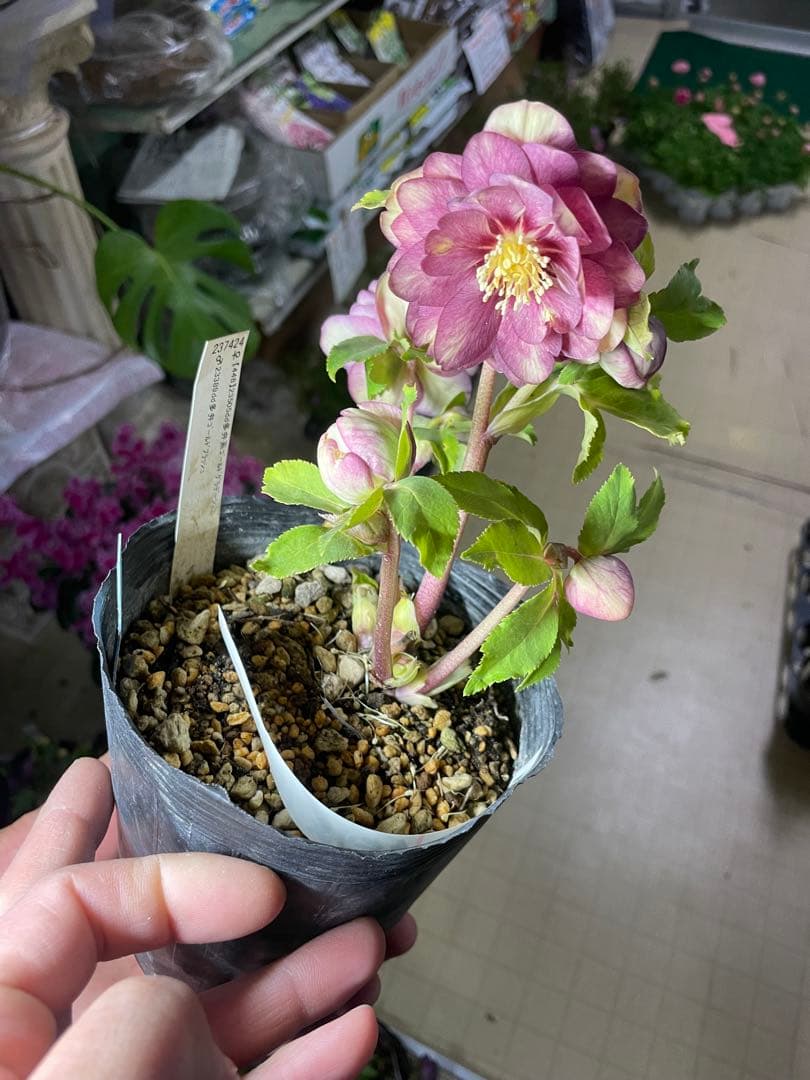 加藤農園 コールドフラッシュ交配 クリスマスローズ