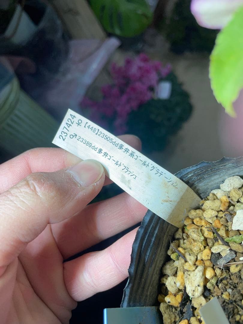 加藤農園 コールドフラッシュ交配 クリスマスローズ