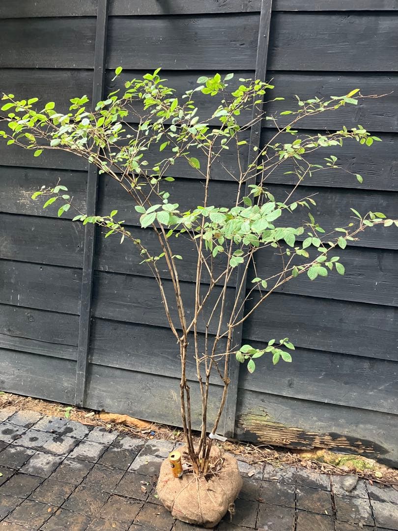 70 山採り　ウグイスカグラ