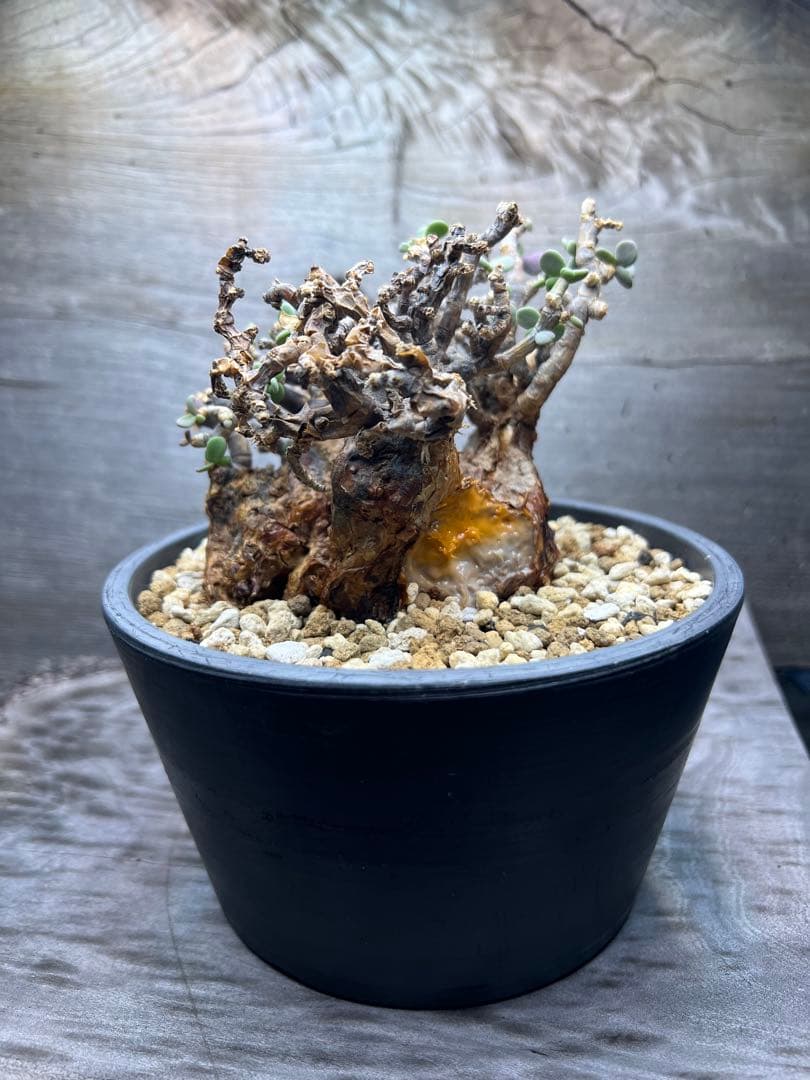 発根済　ケラリアピグマエア　現地球