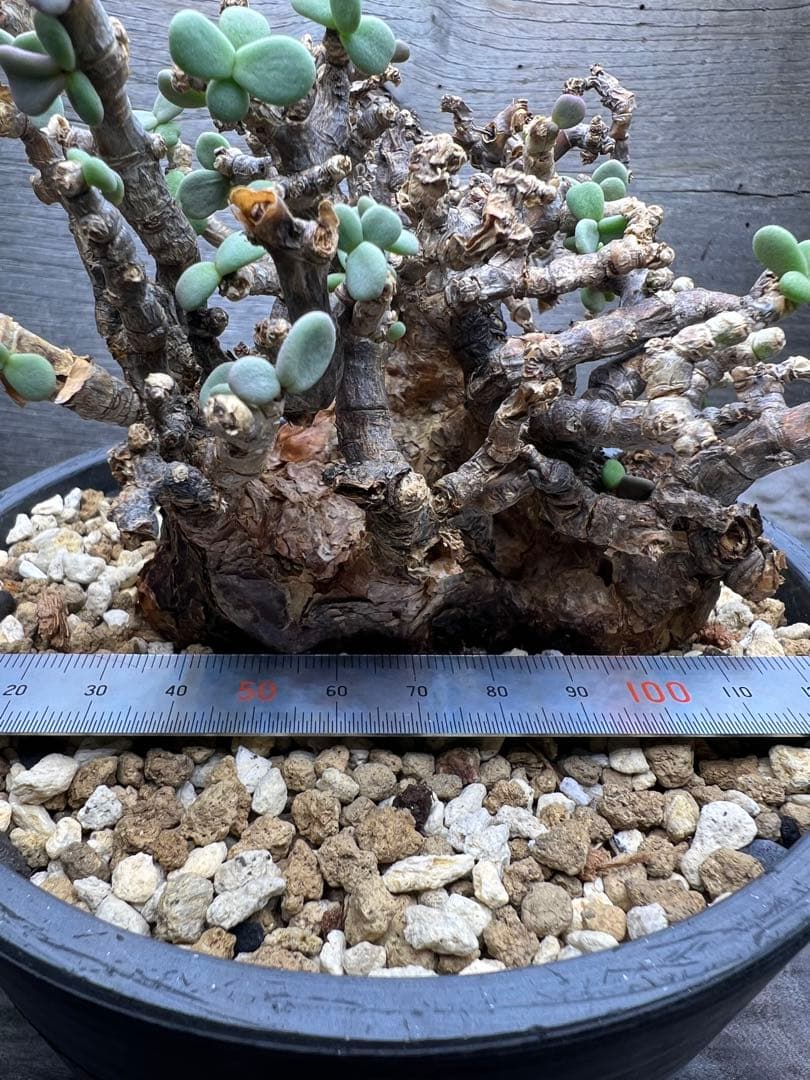 発根済　ケラリアピグマエア　現地球