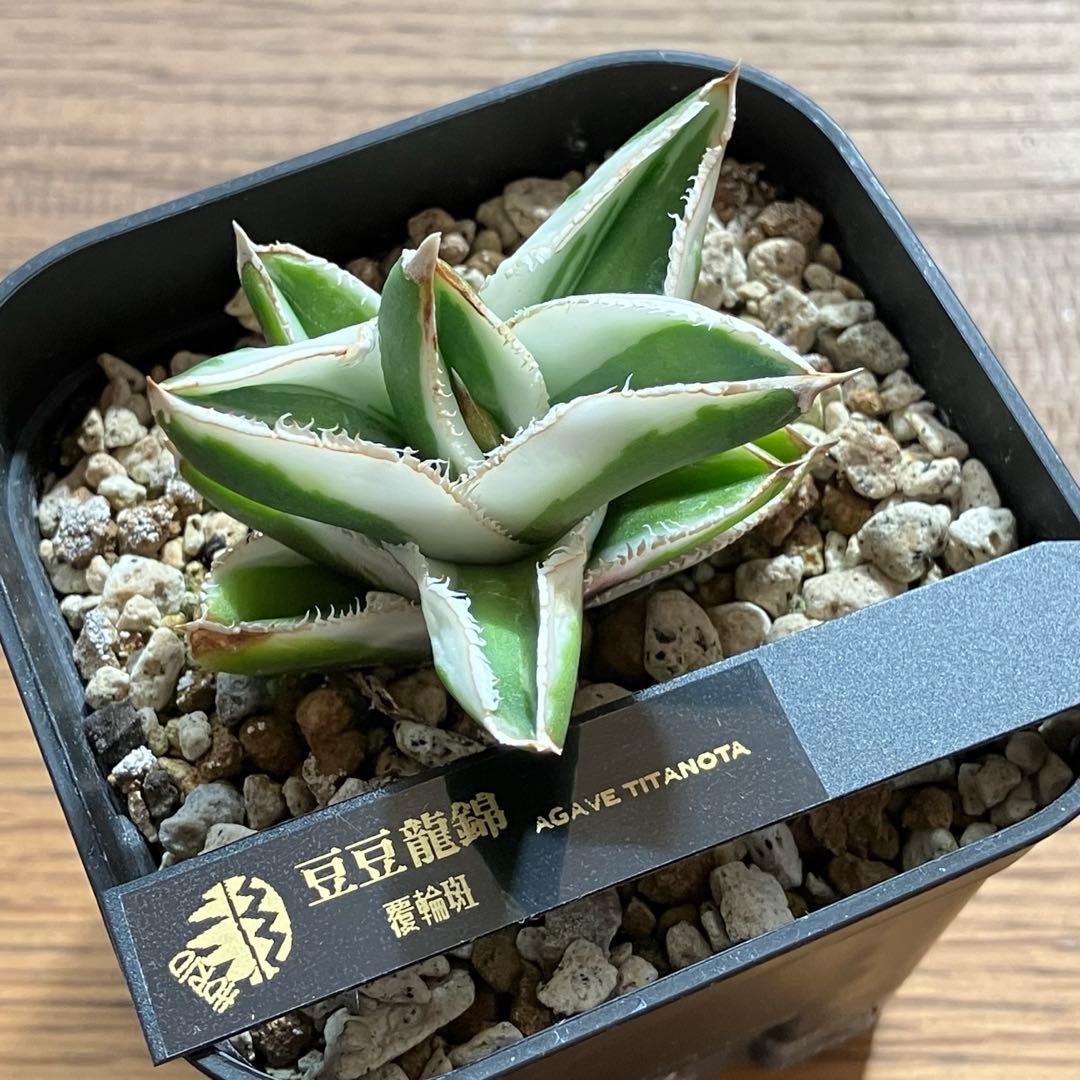 速達【鉢ごと発送】希少　超選抜　特大　アガべ　チタノタ　豆豆龍錦　覆輪斑　TC