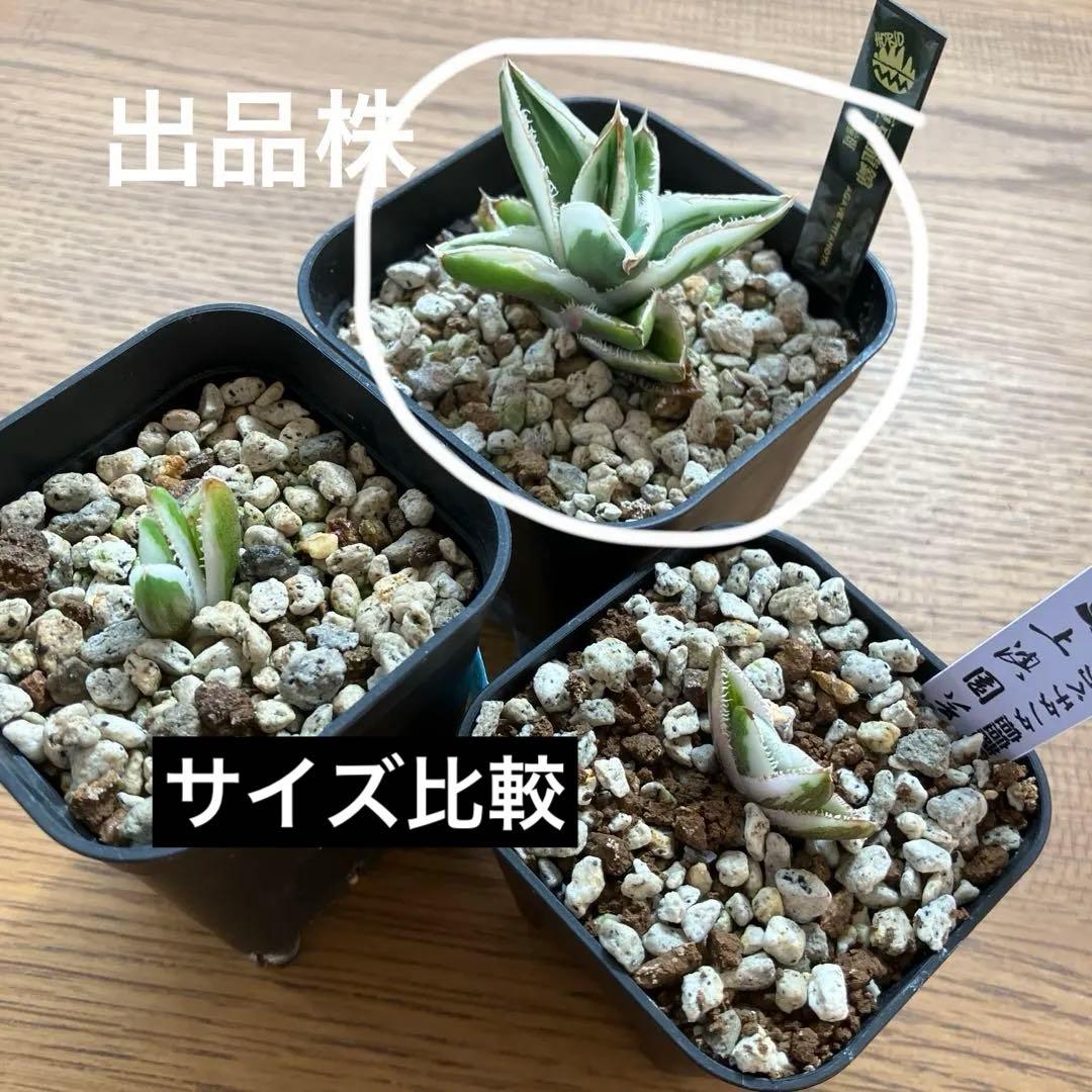 速達【鉢ごと発送】希少　超選抜　特大　アガべ　チタノタ　豆豆龍錦　覆輪斑　TC