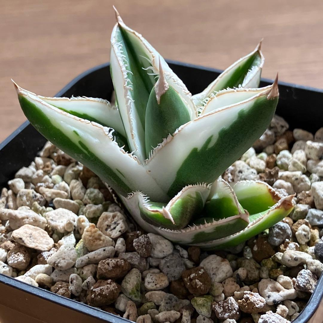 速達【鉢ごと発送】希少　超選抜　特大　アガべ　チタノタ　豆豆龍錦　覆輪斑　TC