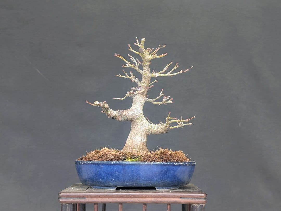 モミジ　もみじ　紅葉　ミニ盆栽　小品盆栽