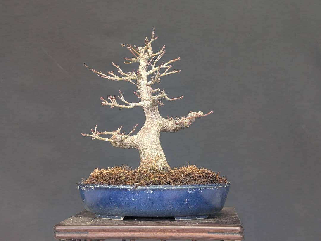 モミジ　もみじ　紅葉　ミニ盆栽　小品盆栽