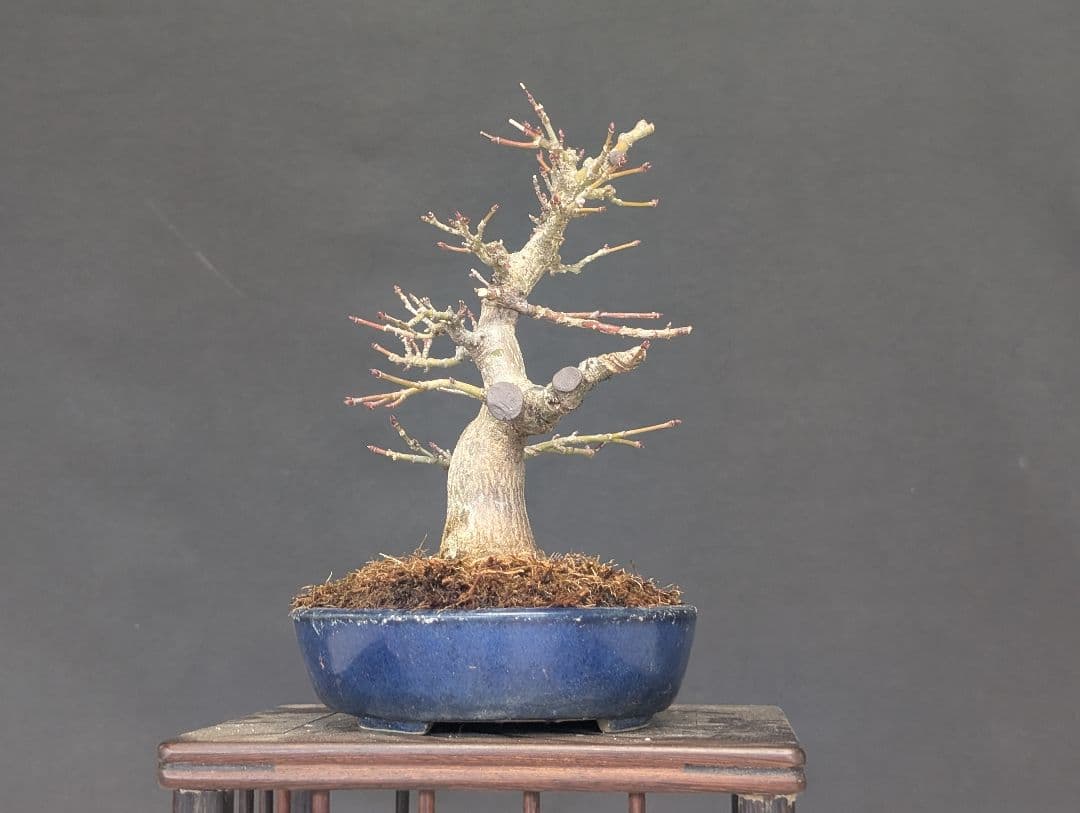 モミジ　もみじ　紅葉　ミニ盆栽　小品盆栽