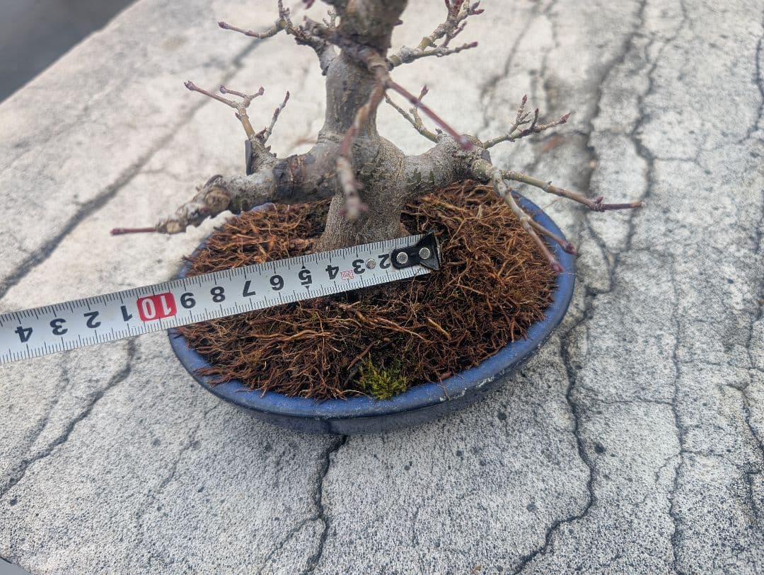 モミジ　もみじ　紅葉　ミニ盆栽　小品盆栽