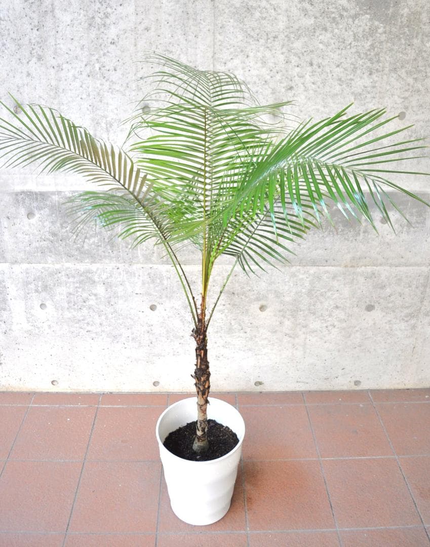 ブラジルヒメヤシ 150cm 10号