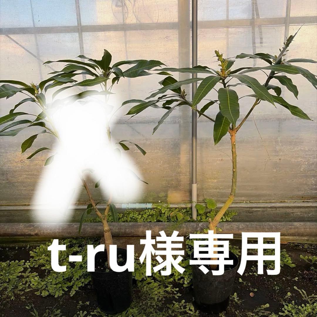 マンゴー苗　6号特大　品種　アップル　マハチャセット