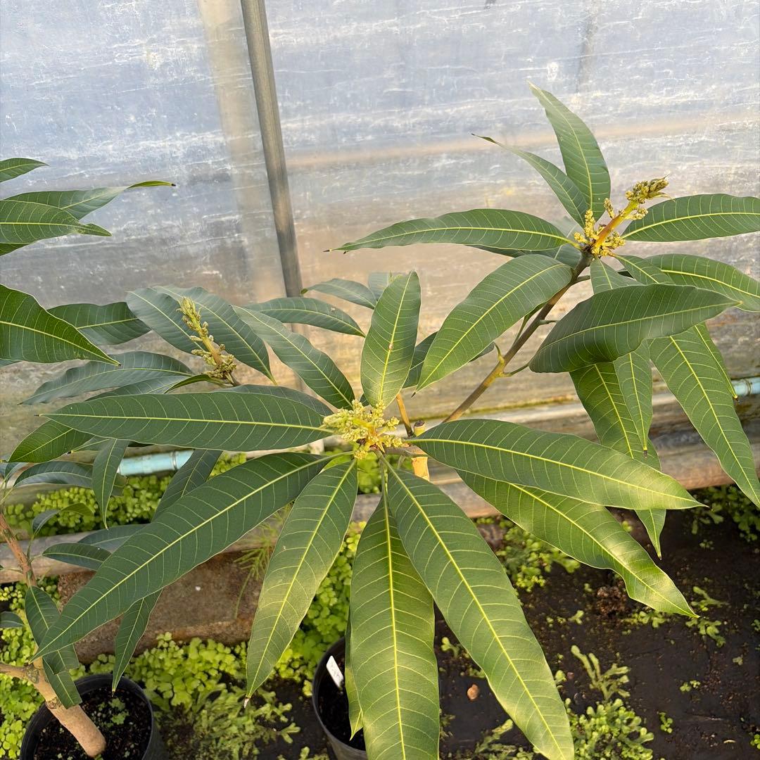 マンゴー苗　6号特大　品種　アップル　マハチャセット