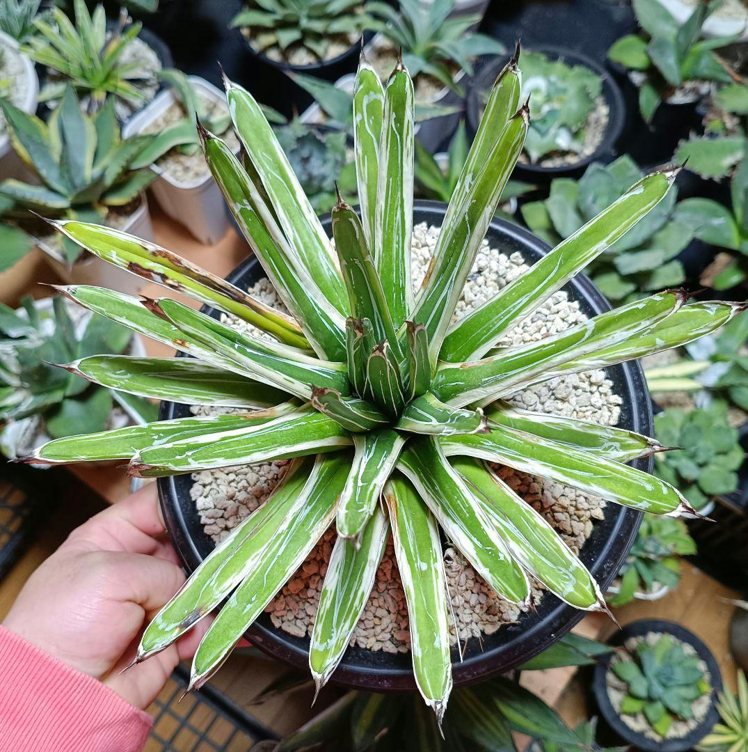 アガベ　笹の雪　極氷山　チタノタ　塊根植物　　パリー　オバティフォリア