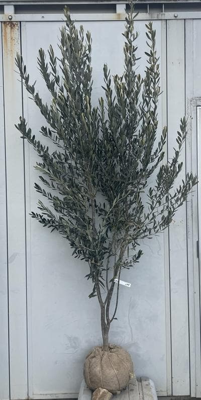 《現品》オリーブの木　シプレシーノ 樹高2.0ｍ（根鉢含まず）188【苗木/庭木