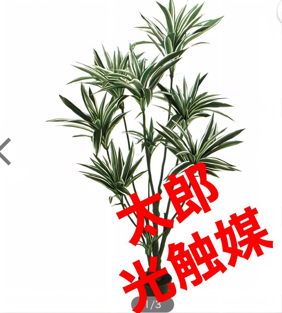 光触媒　人工観葉植物　ウォールグリーン　フェイクグリーン　ドラセナg/h