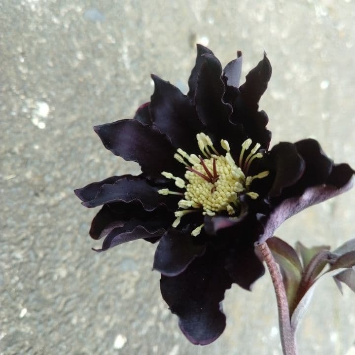 広瀬園芸。ブラックマジック。黒色の多弁花のクリスマスローズ。 NO36
